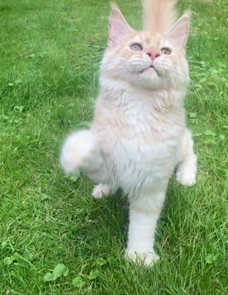 Maine Coon po importach ! Piękny kocurek !