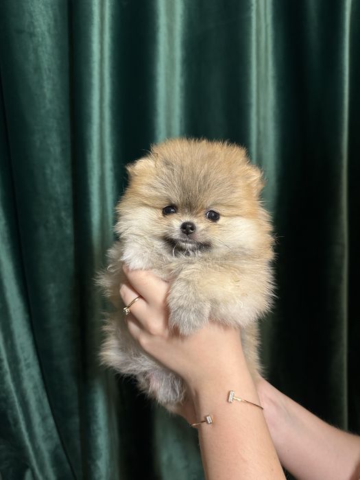 Мини померанский шпиц девочка