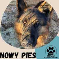 Znaleziony pies-Miradowo