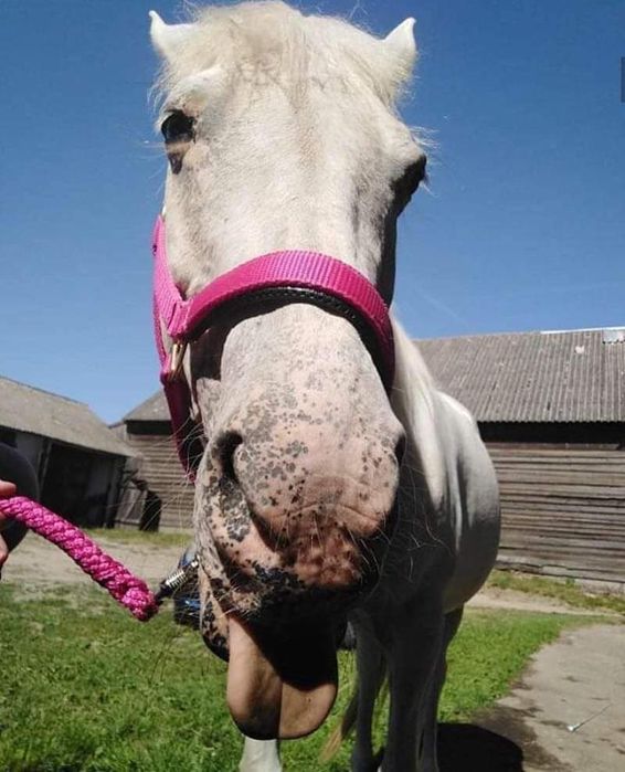 Zajezdzanie koni, trening z dojazdem do klinenta wszytsko!