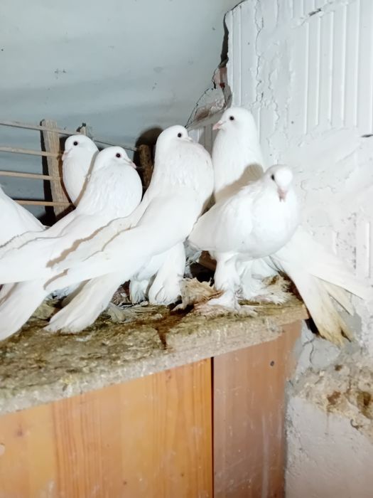 Gołebie garlacze pomorskie