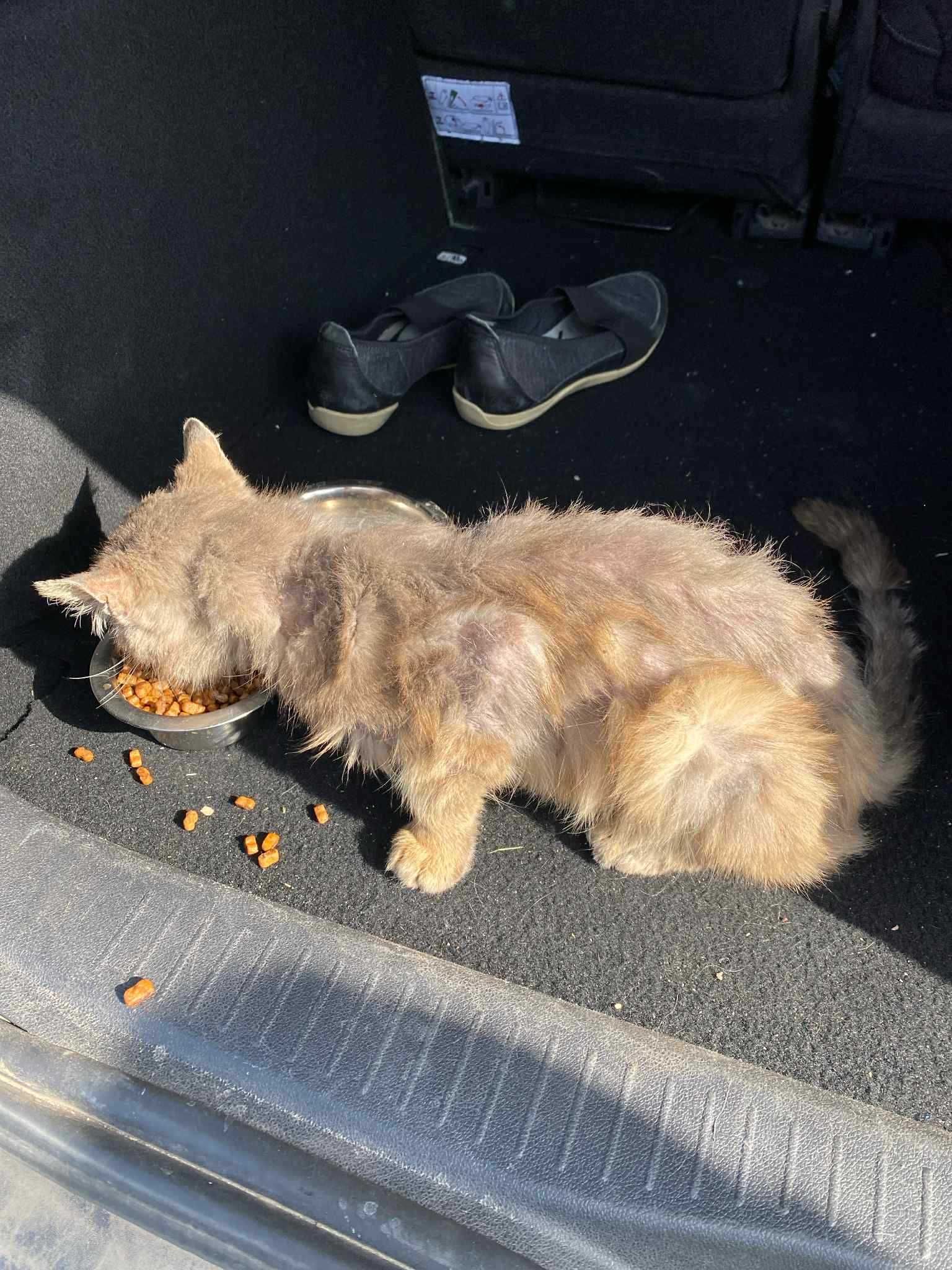 Котик в добрі руки