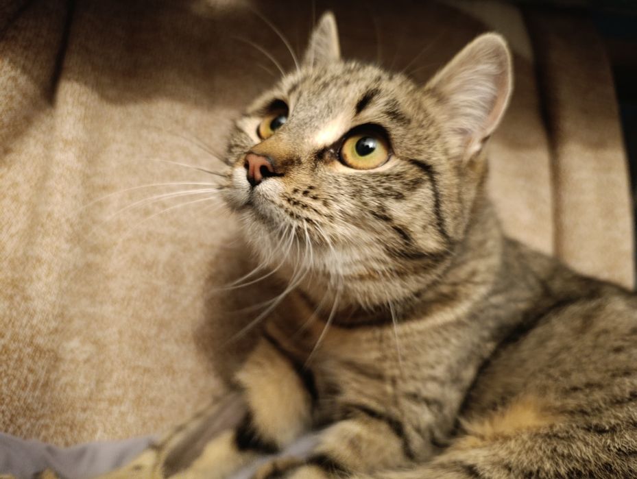 Кошечка в хорошие руки