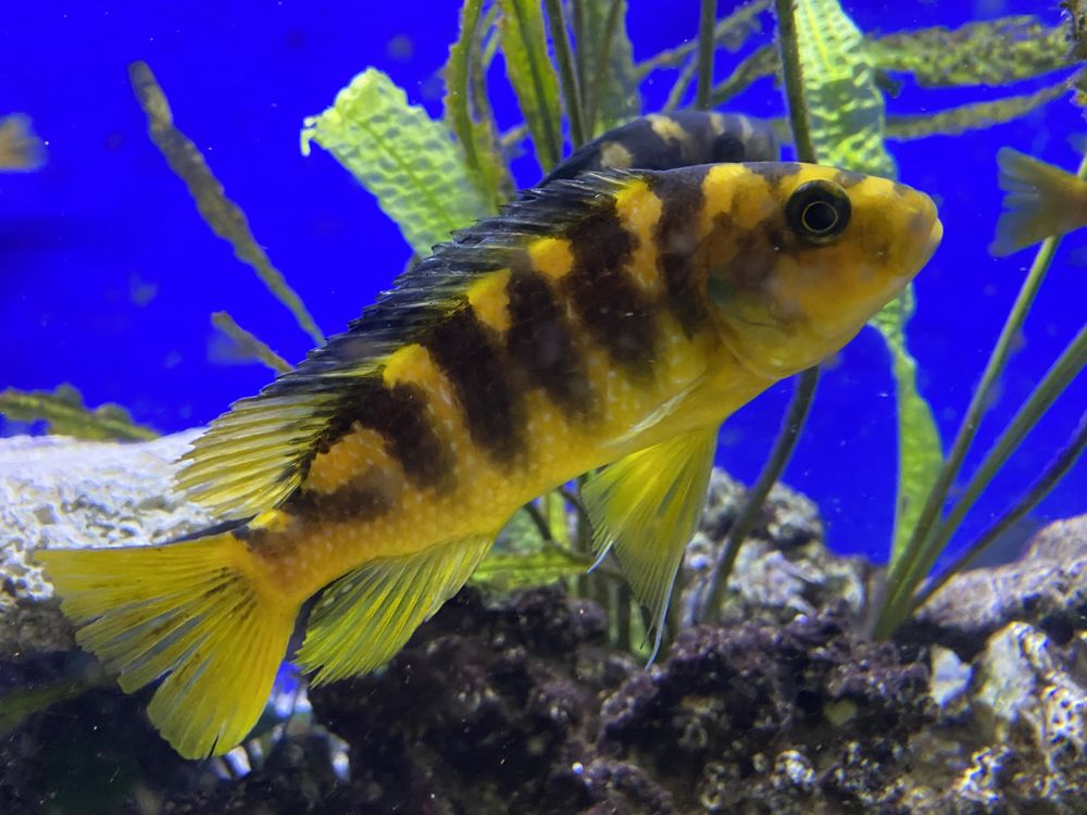 Malawi -Pyszczak szerszen ,Pseudotropheeus  crabro