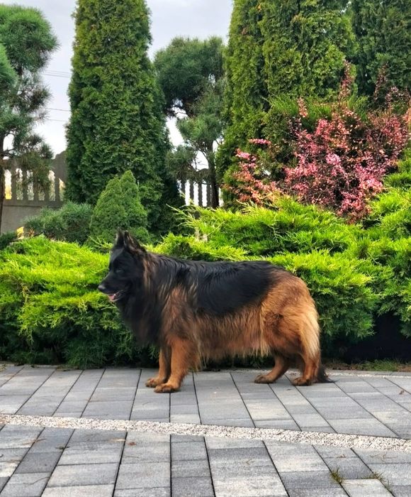 Owczarek Niemiecki Długowłosy -piesek  szczenię