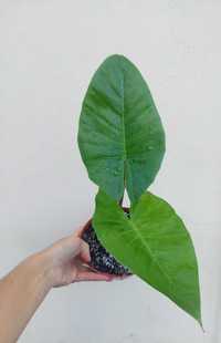 [Planta] Alocasia brisbanensis