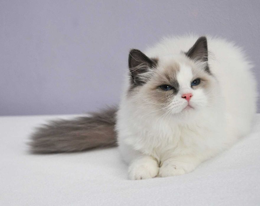 Kocurek rasy Ragdoll