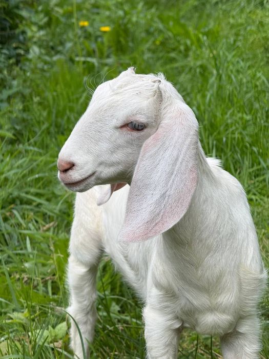 Козенята англо-нубійські