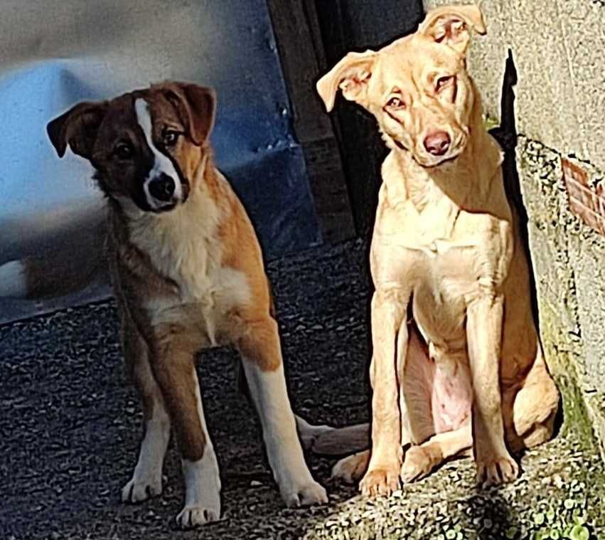 Cachorros abandonados (cinco meses)