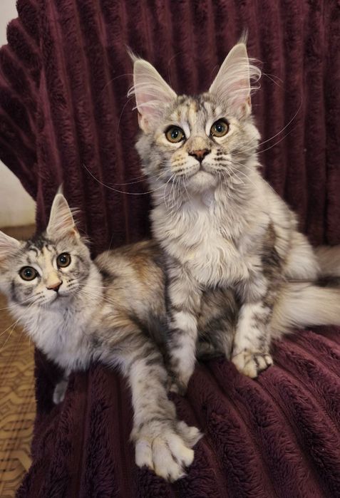 Мейн-Кун кошенята