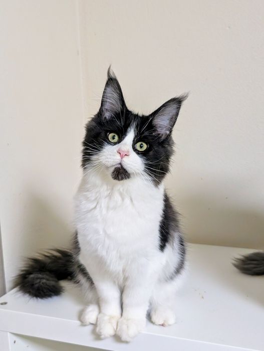 Bastet czarno biała dymna Maine Coon. Zapraszamy