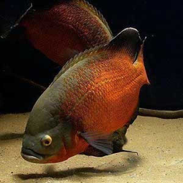 Pielęgnica pawiooka odmiana RED - Astronotus ocellatus - dowóz