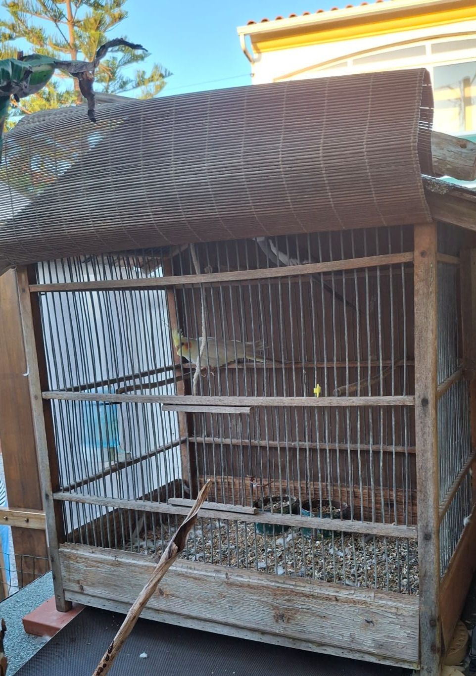 Casal de caturras + Gaiola