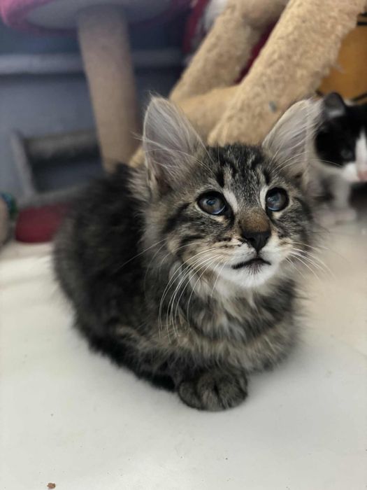 Kociaki szukaja domu