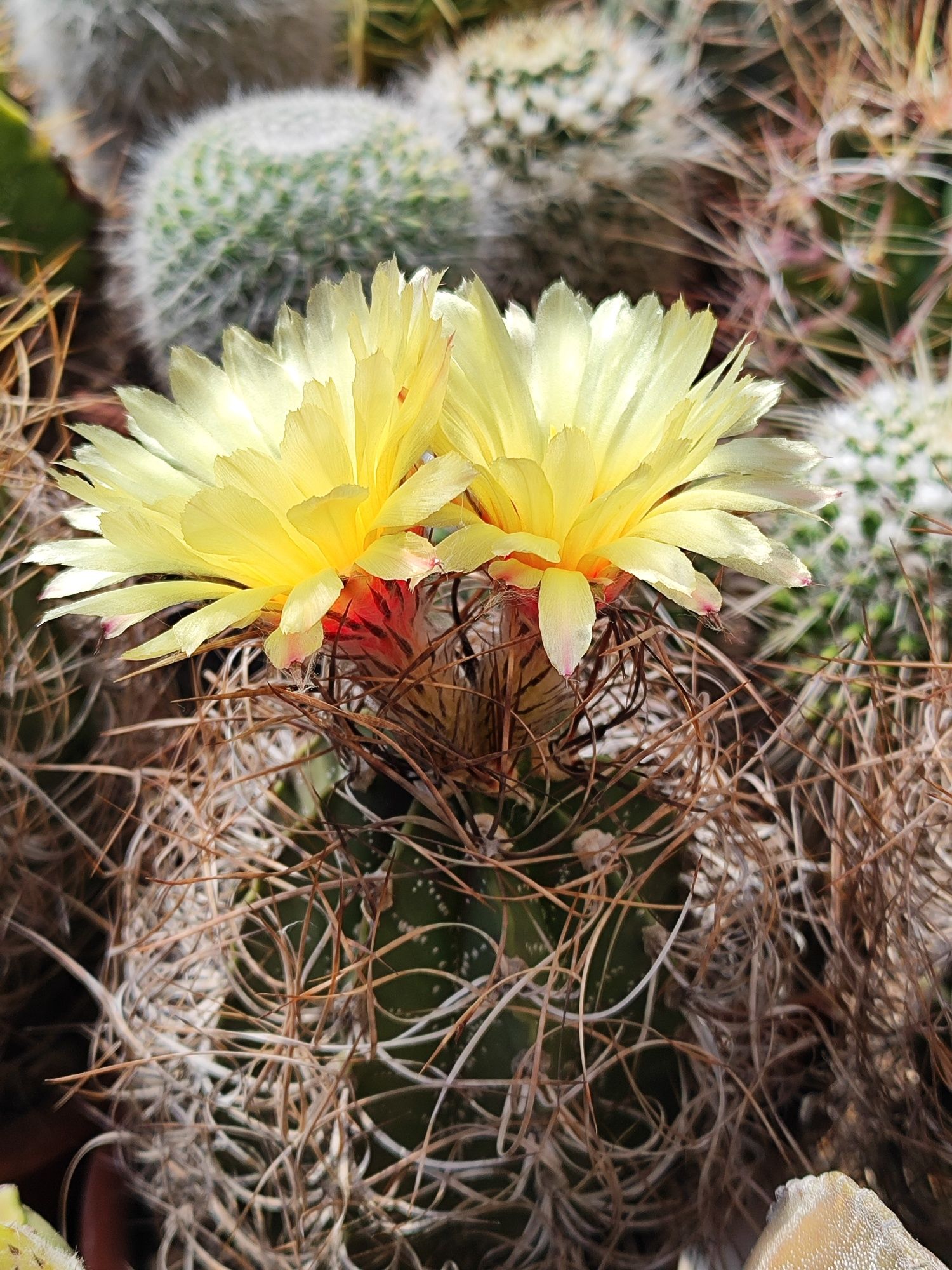 Кактусы и семена Astrophytum, Melocactus, Rebutia.