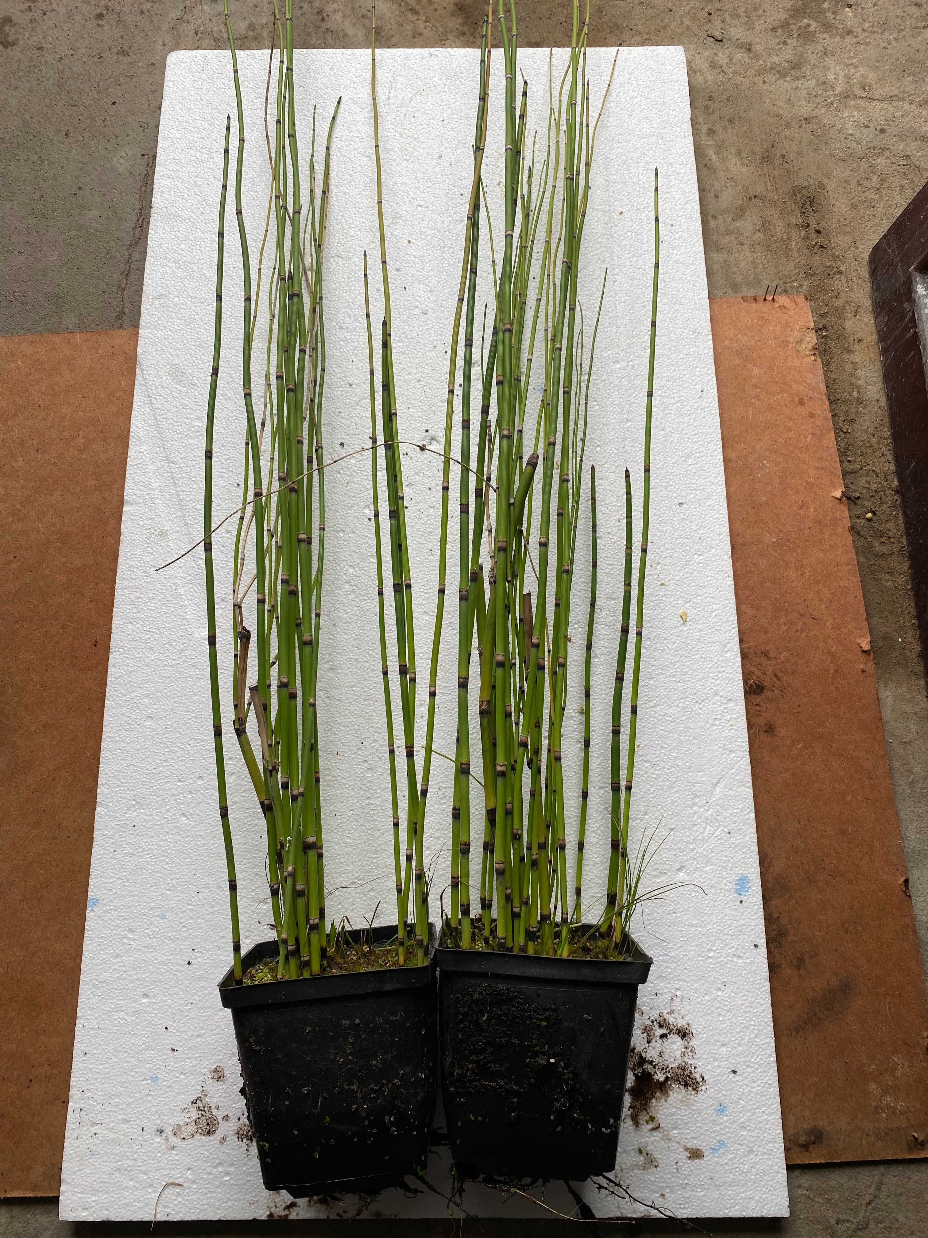 Skrzyp 'Robustum' do 1,80 cm wysokości  Doniczka 2 l