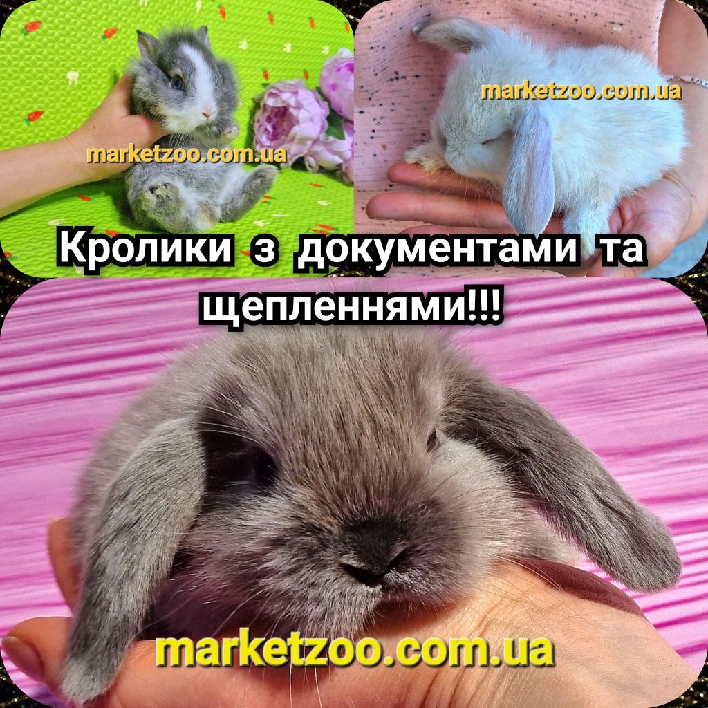 Мини mini lop мiнi карликовые кролики декоративные нидерландские цветн