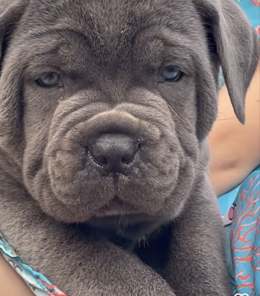 Елітні щеночки Cane corso-від офіційного розплідника)