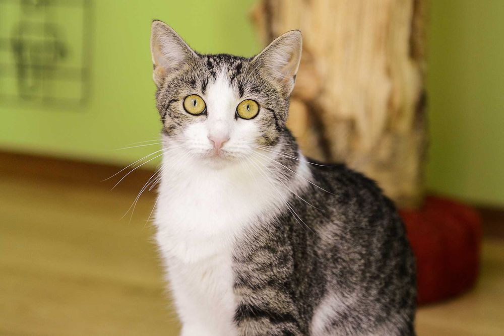 młoda kotka Arielka - preferowana adopcja w dwupaku z Jolie