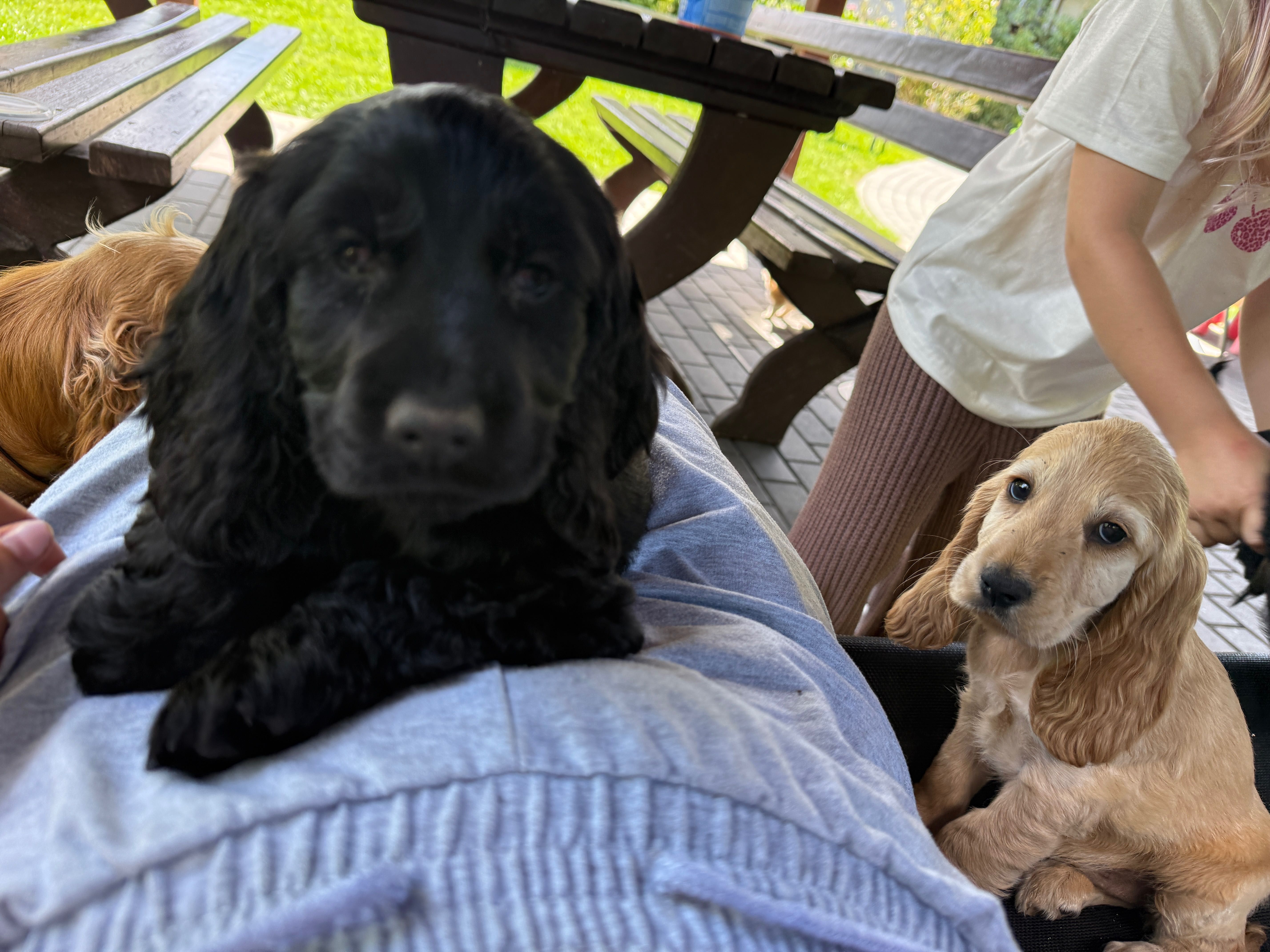 Szczeniaczki po Cocker Spaniel