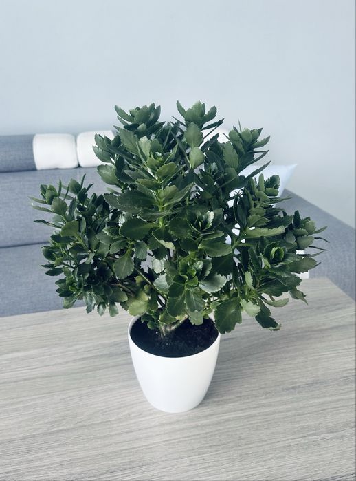 Piękny kwiatek doniczkowy Kalanchoe żyworodka różowy