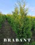 Tuja Brabant 250 , 220 cm SADZIMY (dostawa GRATIS cały kraj)