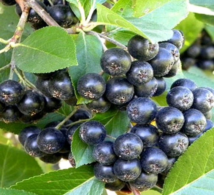Aronia owoce ekologiczne rwane ręcznie