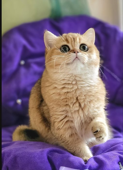 Золотая британская шиншилла кошечка кошка котята дівчинка