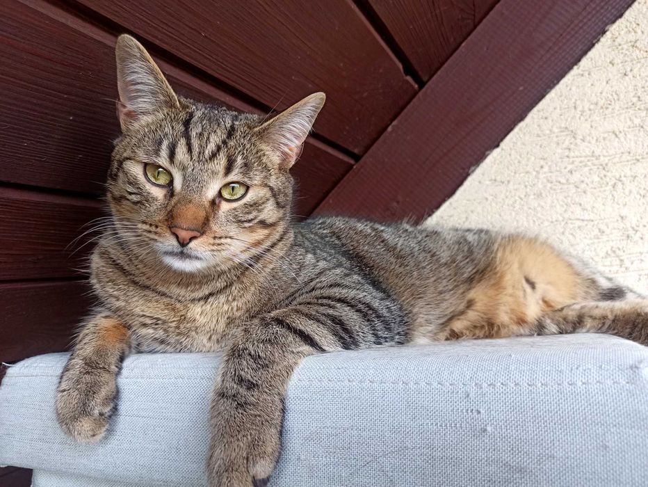 KAJTEK, CIAPUŚ  koty -szukają dobrego domu