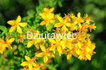 Dziurawiec 2024 nasiona Eco z terenów dzikich