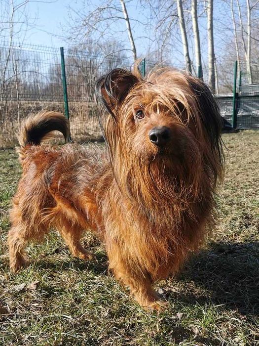 Alfik czeka na dom...