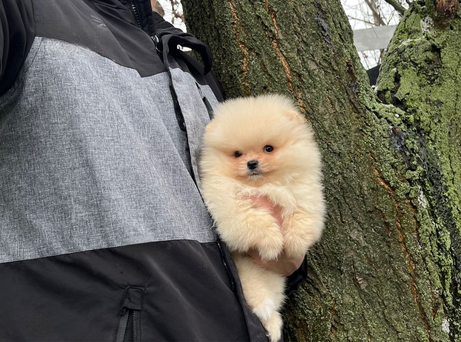 Продам щенка померанского шпица мальчика