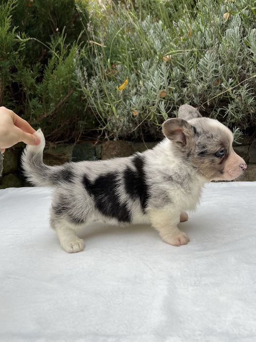Welsh Corgi Cardigan - piesek Blue Merle