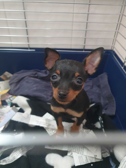 Venda de pincher miniatura