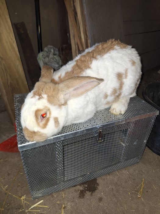 Sprzedam samca do dalszej hodowli