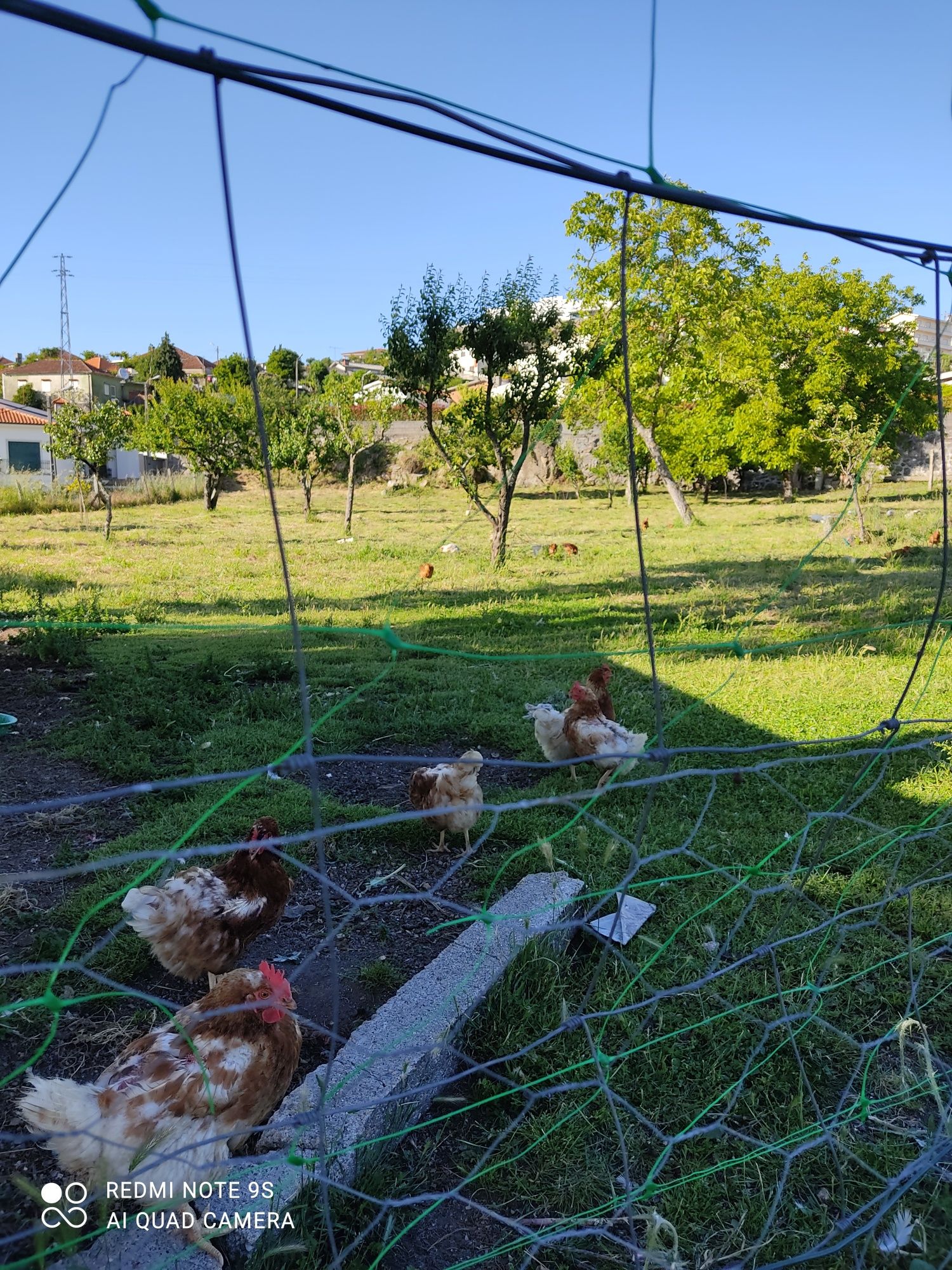 Ovos Caseiros galinhas saudáveis