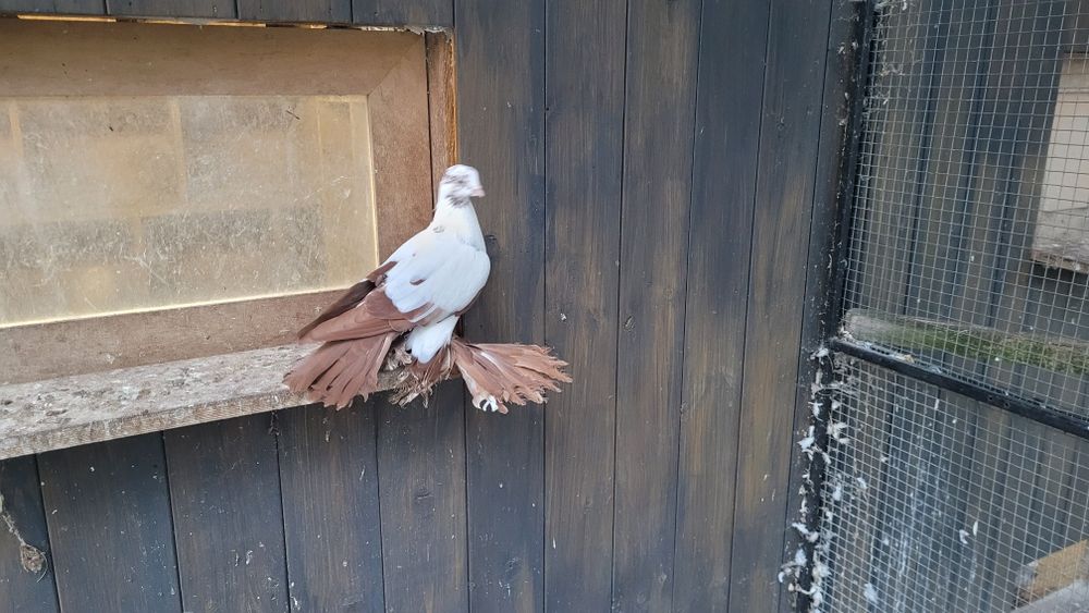 Widyn widyny gołebie ozdobne