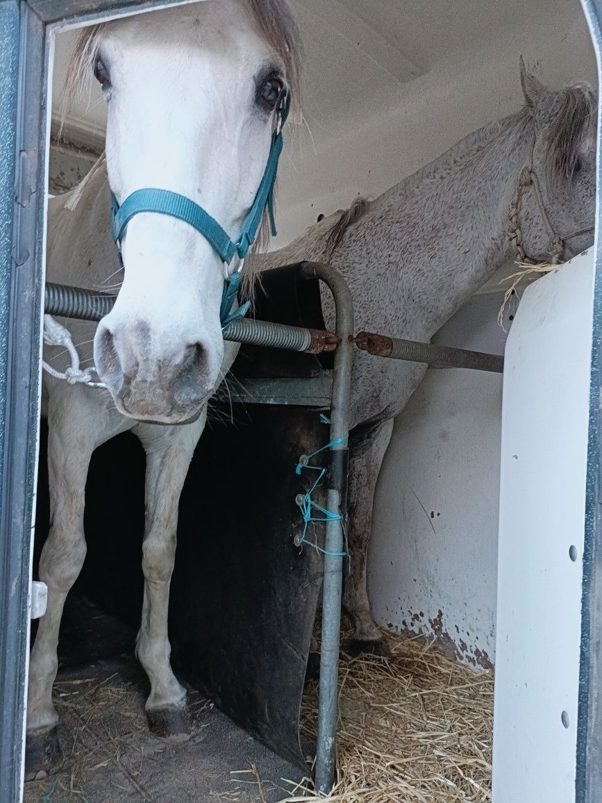 Transporte 2 cavalos