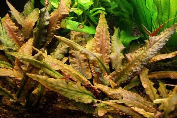 Cryptocoryne  Brown, roślinka akwariowa, środek, przedni plan