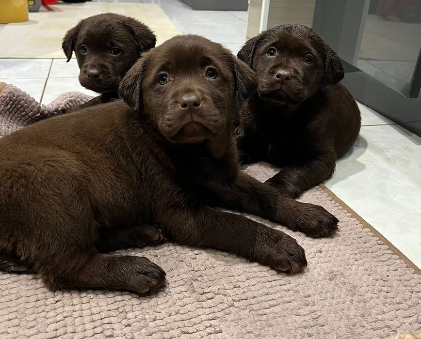 Шоколадний лабрадор