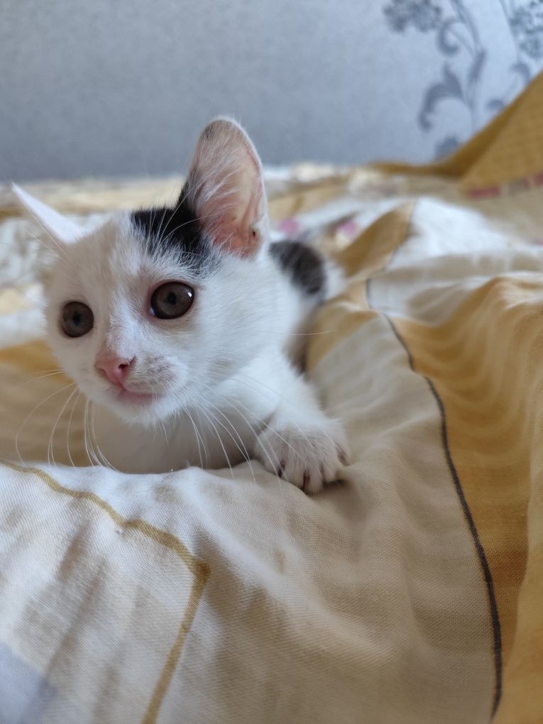 дарую кошенятко, дівчинка
