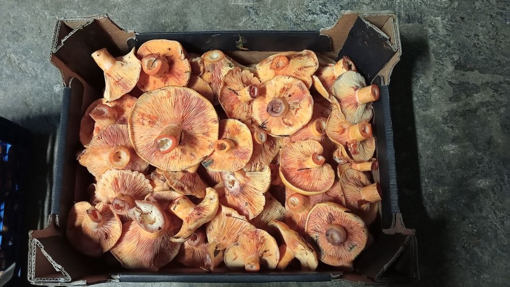 4 kg świeży rydz, większe kapelusze