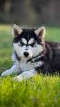Śliczny szczeniak Husky, niebieskooki