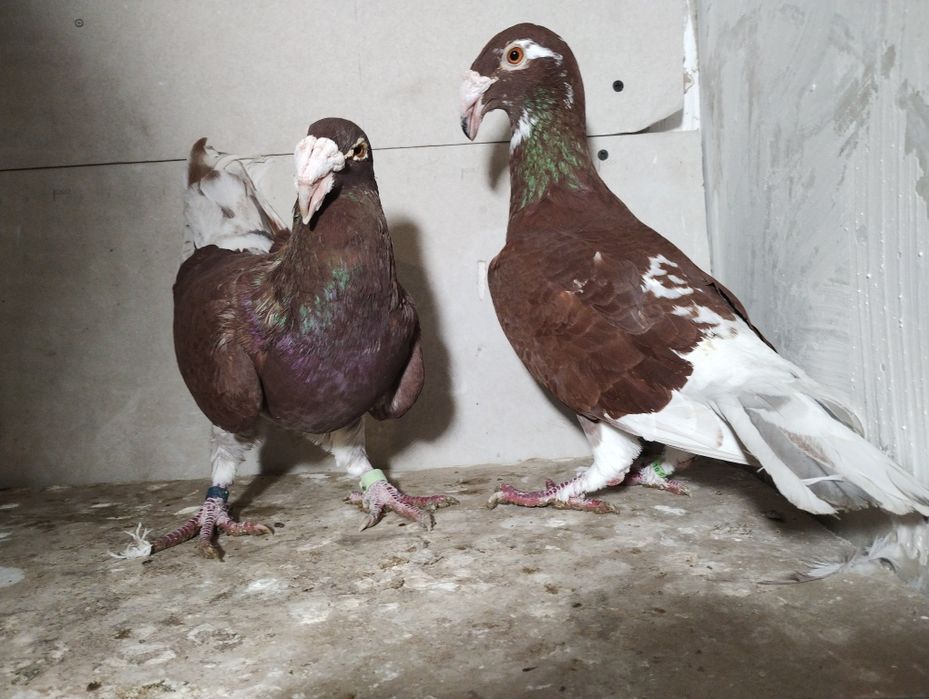 Gołębie rzeszowskie