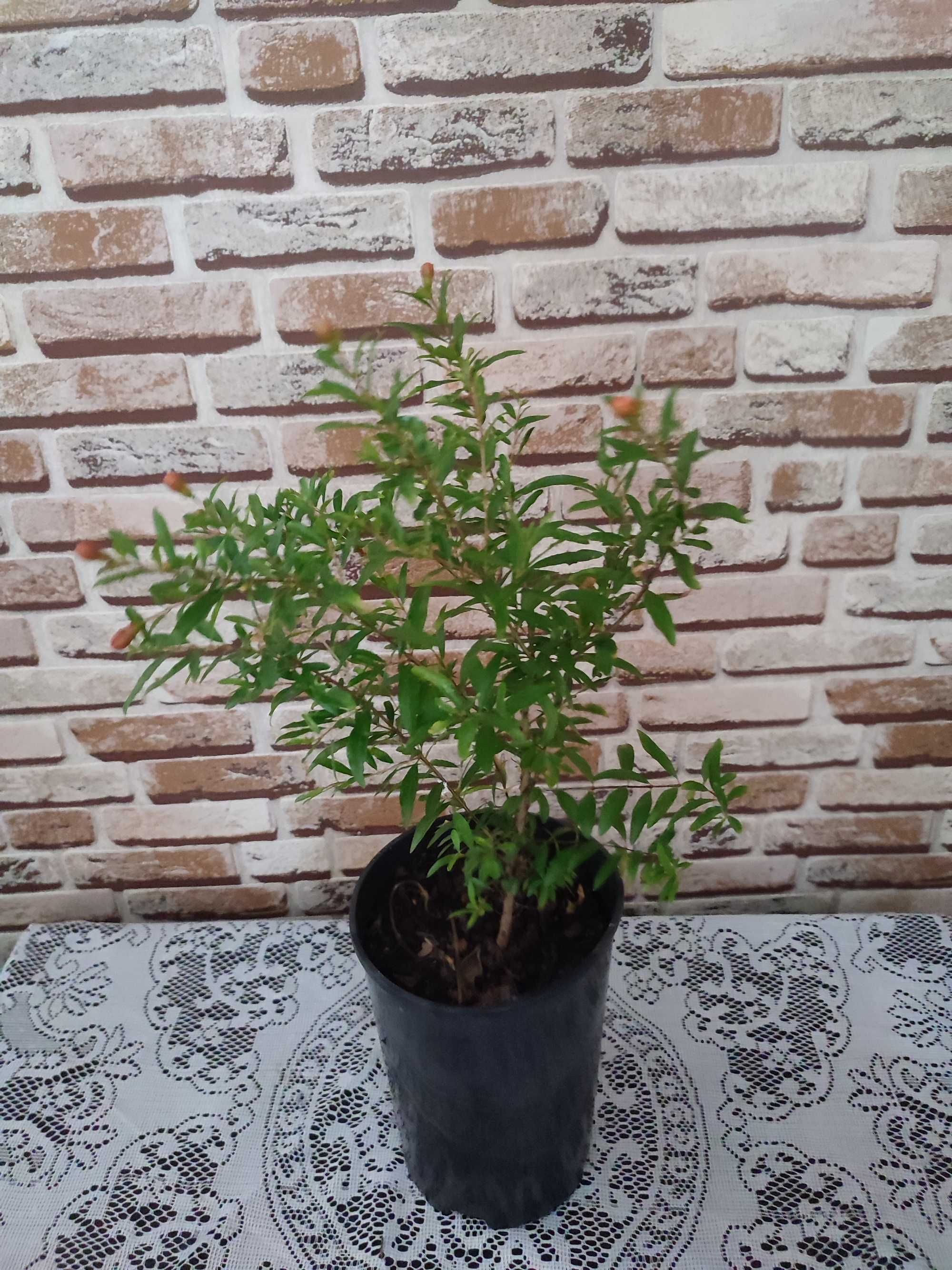 продаю комнатный гранат