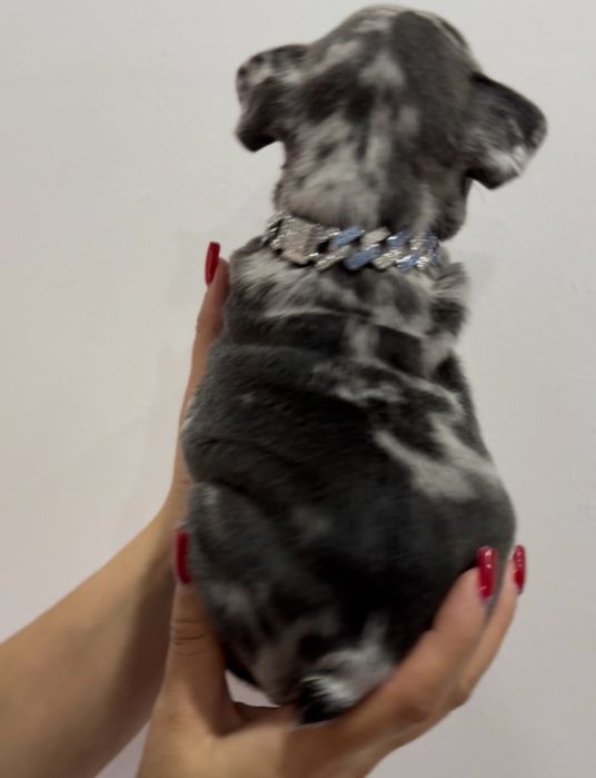 Menino Buldog Frances Blue Merle
