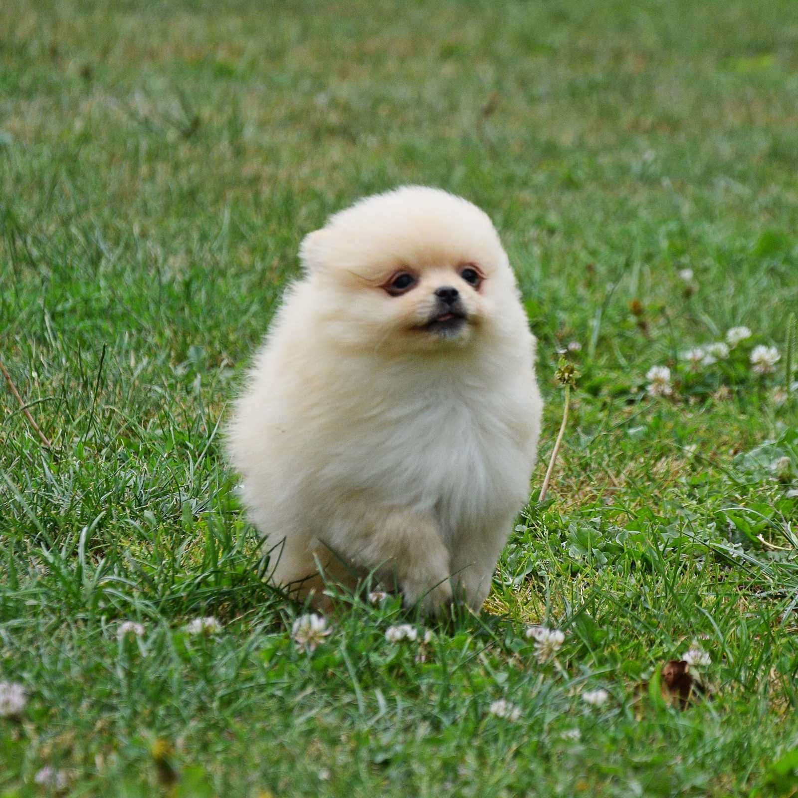 Piesek Pomeranian- Olek- gotowy na kochający dom