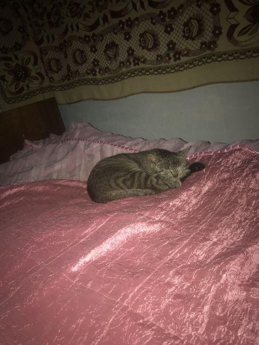 Отдам бесплатно кота и кошку