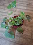 Begonia rącznikolistna ukorzenione sadzonki