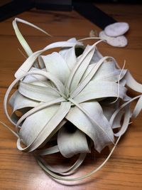 Тіландсія Ксерографіка (рослина, що живе в повітрі)